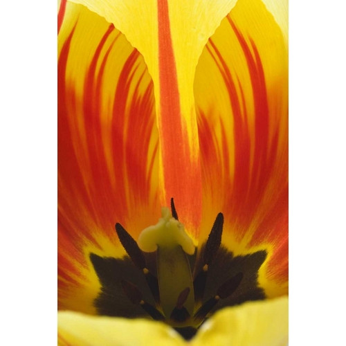 Detail of Rembrandt tulip flower